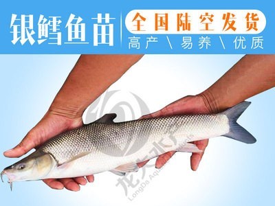 【现货供应】黄颡鱼苗 黄辣丁鱼苗 黄骨鱼苗 杂交黄颡鱼苗图5