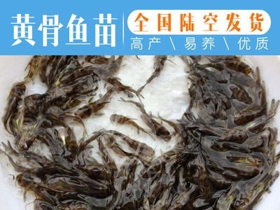 【现货供应】黄颡鱼苗 黄辣丁鱼苗 黄骨鱼苗 杂交黄颡鱼苗图2
