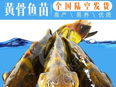 【现货供应】黄颡鱼苗 黄辣丁鱼苗 黄骨鱼苗 杂交黄颡鱼苗图4