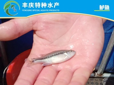 江苏厂家供应鱼苗量大价优全国供应精品鲈鱼苗 花鲈 大鲈鮫鱼苗图3