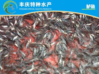 江苏厂家供应鱼苗量大价优全国供应精品鲈鱼苗 花鲈 大鲈鮫鱼苗图4