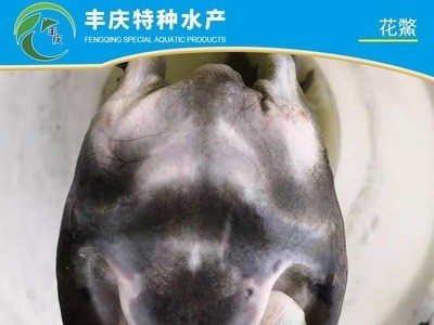 厂家供应精品花鳖苗甲鱼苗 外塘花鳖 生态花鳖 仿野生花鳖养殖图2