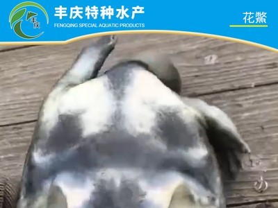 厂家供应精品花鳖苗甲鱼苗 外塘花鳖 生态花鳖 仿野生花鳖养殖图3