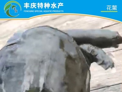 厂家供应精品花鳖苗甲鱼苗 外塘花鳖 生态花鳖 仿野生花鳖养殖图4