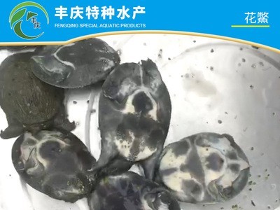 厂家供应精品花鳖苗甲鱼苗 外塘花鳖 生态花鳖 仿野生花鳖养殖图5