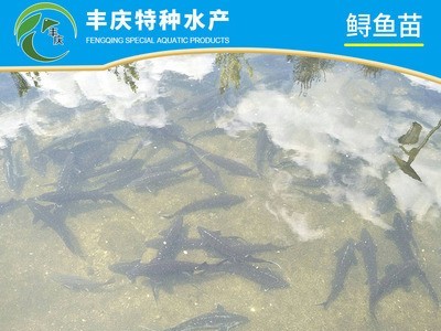 江苏宿迁厂家供应淡水养殖西伯利亚杂交鲟鱼苗 观赏活体鲟鱼苗图4