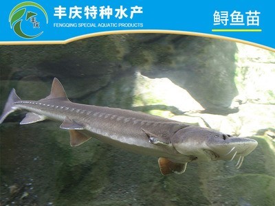 江苏宿迁厂家供应淡水养殖西伯利亚杂交鲟鱼苗 观赏活体鲟鱼苗图3