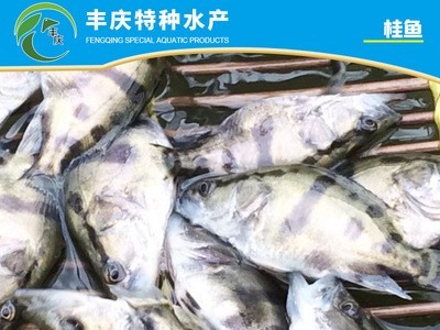 江苏宿迁自家苗场淡水养殖优质精品桂花鱼苗 鳜鱼苗 桂鱼苗图3
