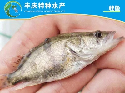 江苏宿迁自家苗场淡水养殖优质精品桂花鱼苗 鳜鱼苗 桂鱼苗图2
