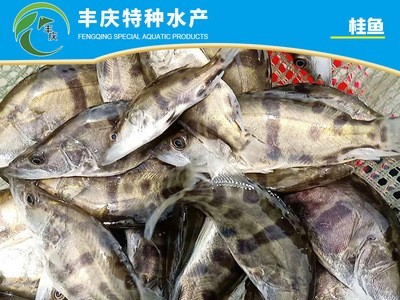 江苏宿迁自家苗场淡水养殖优质精品桂花鱼苗 鳜鱼苗 桂鱼苗图4