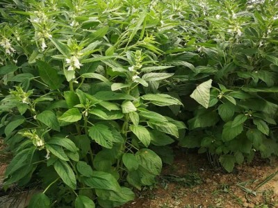 散装1包=1斤 山东欣绿得天然黑芝麻精选食用黑芝麻 厂家销售图4