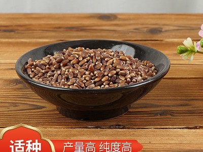 黑小麦种子小麦草种子高产黑小麦紫麦1号黑小麦种子富硒黑麦图1