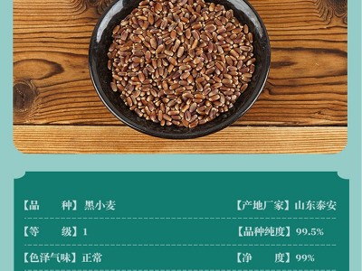 黑小麦种子小麦草种子高产黑小麦紫麦1号黑小麦种子富硒黑麦图2