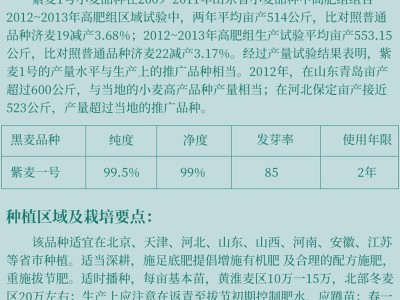 黑小麦种子小麦草种子高产黑小麦紫麦1号黑小麦种子富硒黑麦图4