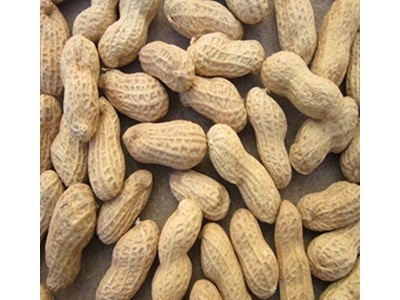 样品链接用，带壳黑花生黑杂粮， 五谷杂粮批发 营养厂家批发图1