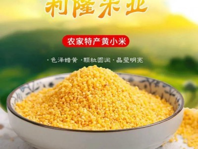 21年新米内蒙赤峰黄小米1斤2斤天山吃的米粥宝宝小米5斤敖汉包邮图1