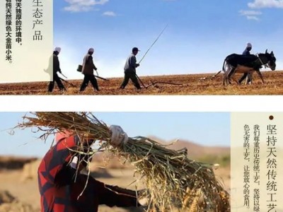 现货2021年新米赤峰天山大金苗黄小米农家精选五谷杂粮食品图3