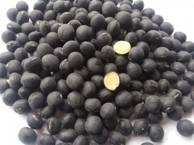 10.0mm2018新丹波黑豆可供台湾日本做食品用出口级丹波黑豆黄芯图2