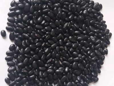 黑芸豆2020年新品上市出口标准可以出口黑芸豆图5