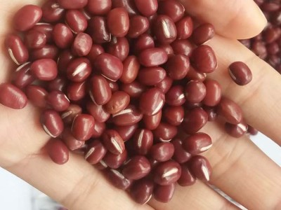 农安红红豆可商检可出口5.5mm大颗粒抛光出口级高标准红小豆图2