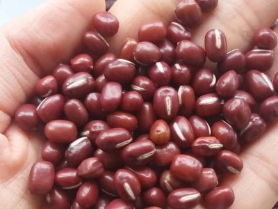 农安红红豆可商检可出口5.5mm大颗粒抛光出口级高标准红小豆图5