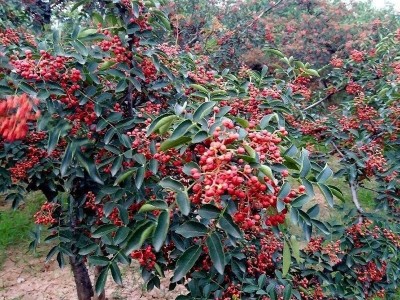 一件代发大红袍调味品香料花椒粒 无籽火锅调味品香料麻椒花椒粒图2