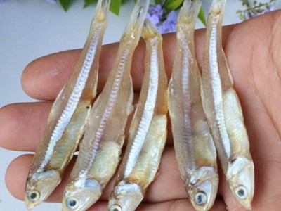 银鱼仔秋刀毛鱼刀干咸鱼干海燕鱼干摆地摊鱼新货公鱼干白凡鱼饭图2