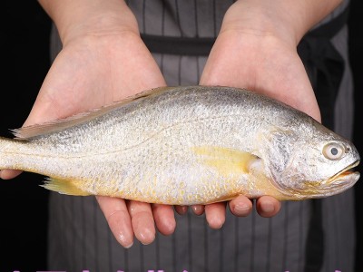 黄花鱼500g新鲜鱼大黄鱼鲜活海鲜水产冷冻生鲜小深海鱼鲜海鱼图2