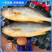 黄花鱼500g新鲜鱼大黄鱼鲜活海鲜水产冷冻生鲜小深海鱼鲜海鱼