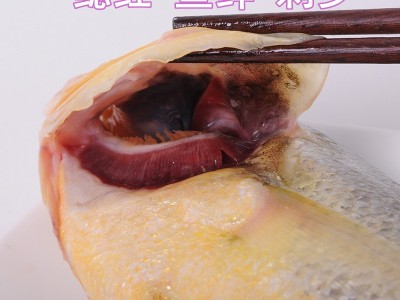 黄花鱼500g新鲜鱼大黄鱼鲜活海鲜水产冷冻生鲜小深海鱼鲜海鱼图4
