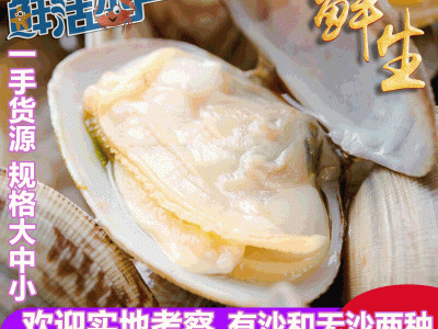 连云港花蛤贝类水产批发 海鲜花甲 鲜活花蛤无沙 冰鲜海产品大连图2