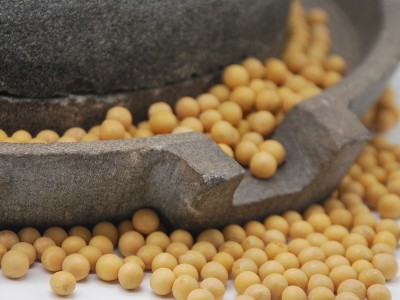 新东北大豆 蛋白质丰富 磨豆浆生豆芽 21年农家自产小粒黄豆批发图2