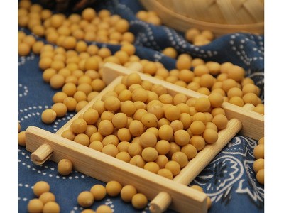 新东北大豆 蛋白质丰富 磨豆浆生豆芽 21年农家自产小粒黄豆批发图5