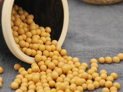 新东北大豆 蛋白质丰富 磨豆浆生豆芽 21年农家自产小粒黄豆批发图4