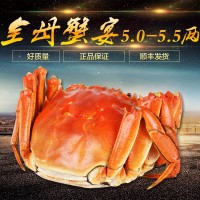大闸蟹全母蟹套餐5.0-5.5两鲜活螃蟹礼盒代发【5两母蟹】