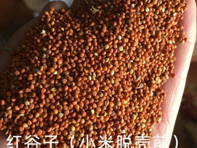 2019年新米 东北朝阳黄小米400g/袋 厂家批发建平小米图4