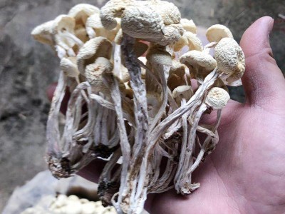 2021年新货江西白茶树菇干茶树菇批发图3