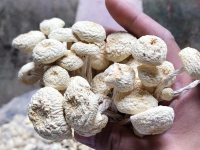 2021年新货江西白茶树菇干茶树菇批发图4