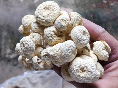 2021年新货江西白茶树菇干茶树菇批发图2