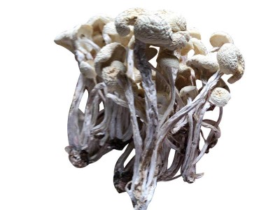 2021年新货江西白茶树菇干茶树菇批发图5