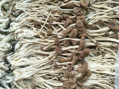2022年新货江西广昌三号不开伞茶树菇干货 批发图3