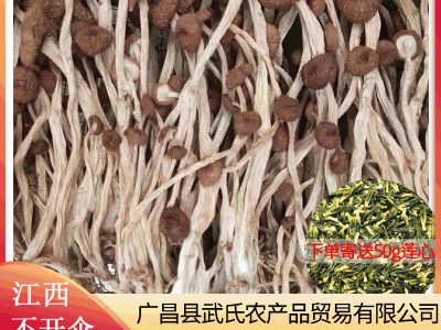 2022年新货江西广昌三号不开伞茶树菇干货 批发图2