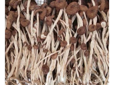 2022年新货江西广昌三号不开伞茶树菇干货 批发图5