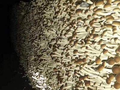 2022年新货江西广昌三号不开伞茶树菇干货 批发图4