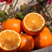 产地直发 云南高原沃柑8斤橘橙子脆嫩多汁当季新鲜水果批发非爱媛