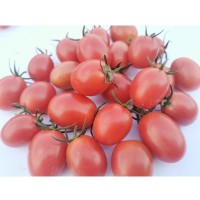 预售产地直销水果千禧圣女果小番茄现摘现发新鲜一件代发