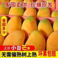 芒果小台农芒广西百色产地应季水果直发批发一件代发