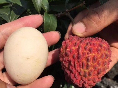 顺丰空运海南荔枝王5斤装超大甜新鲜火山荔枝当季水果妃子笑包邮图2