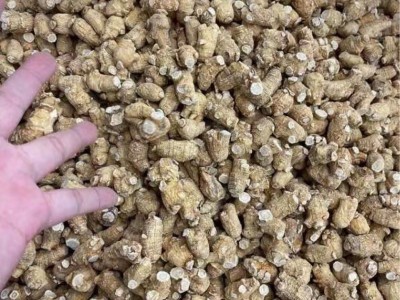 西洋参花旗参5克粒优选粒头图2