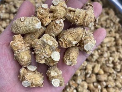 西洋参花旗参5克粒优选粒头图4